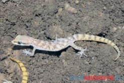 Nördlicher Sandgecko, Tropiocolotes Tripolitanus -Geschäft Für Heimtierbedarf Noerdlicher Sandgecko Tropiocolotes tripolitanus 2