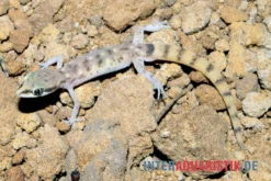 Nördlicher Sandgecko, Tropiocolotes Tripolitanus -Geschäft Für Heimtierbedarf Noerdlicher Sandgecko Tropiocolotes tripolitanus 3