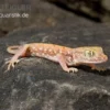 Nordafrikanischer Dünnfingergecko, Stenodactylus Petrii