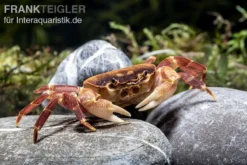 Orangenkrabbe, Sundathelphusa Sp. "orange" 6 Orangenkrabbe, Sundathelphusa Sp. "orange" -Geschäft Für Heimtierbedarf Orangenkrabbe Sundathelphusa sp orange 2