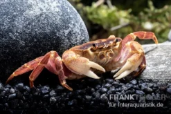 Orangenkrabbe, Sundathelphusa Sp. "orange" 7 Orangenkrabbe, Sundathelphusa Sp. "orange" -Geschäft Für Heimtierbedarf Orangenkrabbe Sundathelphusa sp orange 3