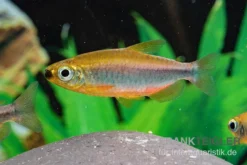 Oranger Kongosalmler, Phenacogrammus Cf. Aurantiacus "Bandundu Orange" -Geschäft Für Heimtierbedarf Oranger Kongosalmler Phenacogrammus cf aurantiacus Bandundu Orange 3