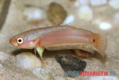 Pallifina-Kampffisch, Betta Pallifina, Paarweise -Geschäft Für Heimtierbedarf Pallifina Kampffisch Betta pallifina 3