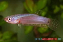 Pallifina-Kampffisch, Betta Pallifina, Paarweise -Geschäft Für Heimtierbedarf Pallifina Kampffisch Betta pallifina 4