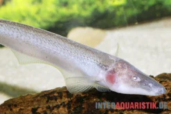 Pelikan-Messerfisch, Compsaraia Samueli