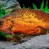 Pfauenaugenbuntbarsch "Smooth Red", Astronotus Ocellatus "Smooth Red"