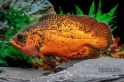 Pfauenaugenbuntbarsch "Smooth Red", Astronotus Ocellatus "Smooth Red"