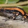 Gestreifter Wendehalsfrosch, Phrynomantis Bifasciatus