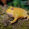 Pikachu-Pacman-Frog, Ceratophrys Cranwelli Pikachu