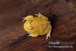 Pikachu-Pacman-Frog, Ceratophrys Cranwelli Pikachu 5 Pikachu-Pacman-Frog, Ceratophrys Cranwelli Pikachu -Geschäft Für Heimtierbedarf Pikachu Pacman Frog Ceratophrys cranwelli Pikachu 03