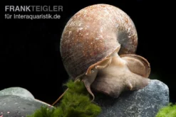 Afrikanische Riesen-Apfelschnecke, Pila Wernei -Geschäft Für Heimtierbedarf Pila wernei 1a