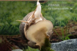 Afrikanische Riesen-Apfelschnecke, Pila Wernei -Geschäft Für Heimtierbedarf Pila wernei 5a