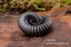 Pink Gestreifter Tausendfüßer, Odontostreptus Sjoestedti -Geschäft Für Heimtierbedarf Pink gestreifter Tausendfuesser Odontostreptus sjoestedti 3