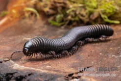 Pink Gestreifter Tausendfüßer, Odontostreptus Sjoestedti -Geschäft Für Heimtierbedarf Pink gestreifter Tausendfuesser Odontostreptus sjoestedti 5