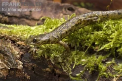 Spanischer Rippenmolch, Pleurodeles Waltl -Geschäft Für Heimtierbedarf Pleurodeles waltl rippenmolch