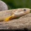 Pollis Flösselhecht, Polypterus Polli
