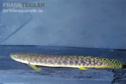 Pollis Flösselhecht, Polypterus Polli 7 Pollis Flösselhecht, Polypterus Polli -Geschäft Für Heimtierbedarf Pollis Floesselhecht Polypterus polli