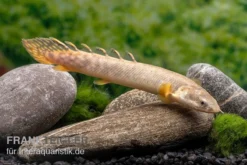 Pollis Flösselhecht, Polypterus Polli 6 Pollis Flösselhecht, Polypterus Polli -Geschäft Für Heimtierbedarf Pollis Floesselhecht Polypterus polli 3