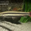 Prachtkopfsteher, Anostomus Anostomus