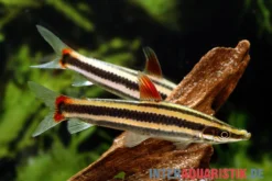 Prachtkopfsteher, Anostomus Anostomus -Geschäft Für Heimtierbedarf Prachtkopfsteher Anostomus anostomus neu 2