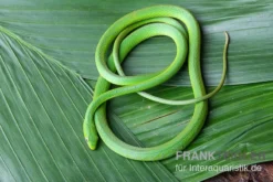 Raue Grasnatter, Opheodrys Aestivus -Geschäft Für Heimtierbedarf Raue Grasnatter Opheodrys aestivus 3