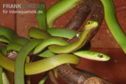 Raue Grasnatter, Opheodrys Aestivus -Geschäft Für Heimtierbedarf Raue Grasnatter Opheodrys aestivus 5