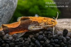 Rautenflecken-Zwergwels, Akysis Portellus