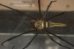 Riesenradnetzspinne, Nephila Maculata 11 Riesenradnetzspinne, Nephila Maculata -Geschäft Für Heimtierbedarf Riesenradnetzspinne Nephila maculata