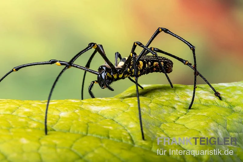 Riesenradnetzspinne, Nephila Maculata 3 Riesenradnetzspinne, Nephila Maculata – Bild 3