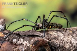 Riesenradnetzspinne, Nephila Maculata 10 Riesenradnetzspinne, Nephila Maculata -Geschäft Für Heimtierbedarf Riesenradnetzspinne Nephila maculata 5