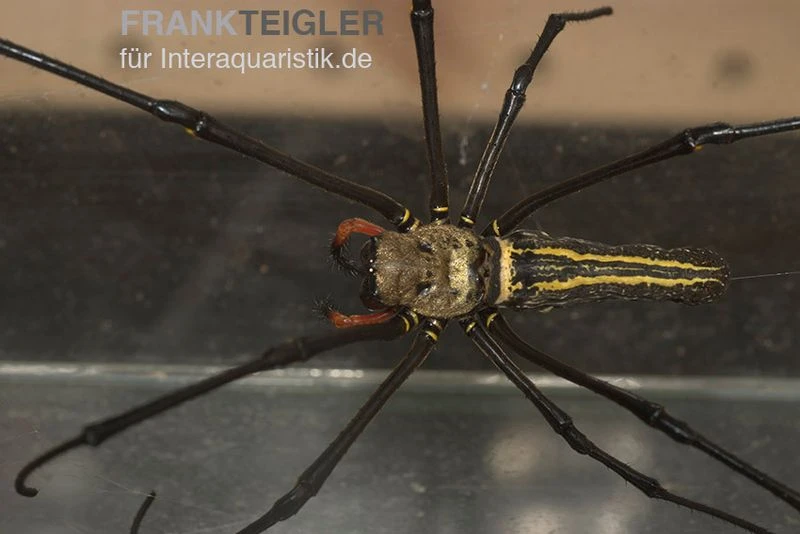 Riesenradnetzspinne, Nephila Maculata 6 Riesenradnetzspinne, Nephila Maculata – Bild 6
