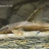 Schokoladenbrauner Hexenwels, Rineloricaria Lanceolata, 5-9 Cm