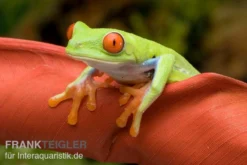Rotaugenlaubfrosch, Agalychnis Callidryas DNZ -Geschäft Für Heimtierbedarf Rotaugenlaubfrosch Agalychnis callidryas 01