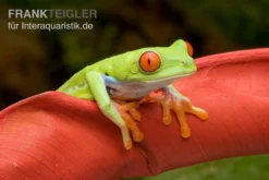 Rotaugenlaubfrosch, Agalychnis Callidryas DNZ -Geschäft Für Heimtierbedarf Rotaugenlaubfrosch Agalychnis callidryas 02