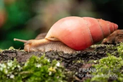 Rote Hausschnecke, Limicolaria Sp. "Deep Red" -Geschäft Für Heimtierbedarf Rote Hausschnecke Limicolaria sp Deep Red 3