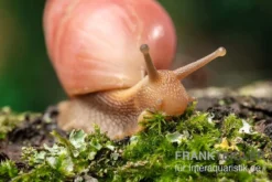 Rote Hausschnecke, Limicolaria Sp. "Deep Red" -Geschäft Für Heimtierbedarf Rote Hausschnecke Limicolaria sp Deep Red 4