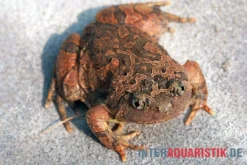 Roter Malaysischer Ochsenfroch, Calluella Guttulata