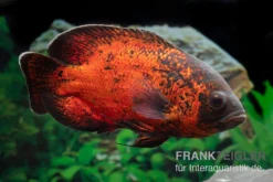Geschäft Für Heimtierbedarf -Geschäft Für Heimtierbedarf Roter Oscar Pfauenaugenbuntbarsch Astronotus ocellatus 3