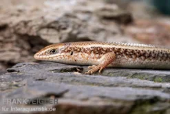 Roter Togo-Skink, Mabuya Perrotetii 7 Roter Togo-Skink, Mabuya Perrotetii -Geschäft Für Heimtierbedarf Roter Togo Skink Mabuya perrotetii 1