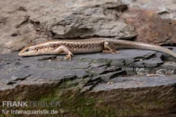 Roter Togo-Skink, Mabuya Perrotetii 8 Roter Togo-Skink, Mabuya Perrotetii -Geschäft Für Heimtierbedarf Roter Togo Skink Mabuya perrotetii 2