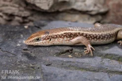 Roter Togo-Skink, Mabuya Perrotetii 9 Roter Togo-Skink, Mabuya Perrotetii -Geschäft Für Heimtierbedarf Roter Togo Skink Mabuya perrotetii 3