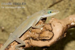 Rotkehlanolis, Anolis Carolinensis -Geschäft Für Heimtierbedarf Rotkehlanolis Anolis carolinensis 3
