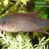 Rotrücken-Makropode, Macropodus Erythropterus