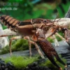 Scarface Flusskrebs, Procambarus Ouachitae