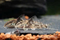 Schabracken-Panzerwels, Scleromystax Barbatus -Geschäft Für Heimtierbedarf Schabrackenpanzerwels Scleromystax barbatus 1