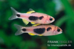 Schmetterlingsbarbe, Barbus Hulstaerti (Minifisch), 5 Stück