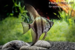 Schwarzblauer Skalar, Pterophyllum Scalare