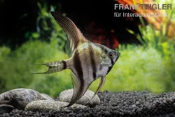 Schwarzblauer Skalar, Pterophyllum Scalare -Geschäft Für Heimtierbedarf Schwarzblauer Skalar Pterophyllum scalare 3