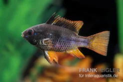 Schwarzer Schmetterlingsbuntbarsch, XL Microgeophagus Ramirezi "Black" 5 Schwarzer Schmetterlingsbuntbarsch, XL Microgeophagus Ramirezi "Black" -Geschäft Für Heimtierbedarf Schwarzer Schmetterlingsbuntbarsch 3