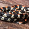 Schwarzgebänderte Wühltrugnatter, Scolecophis Atrocinctus